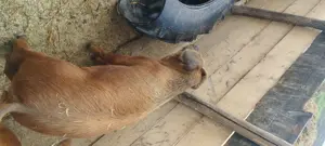 Vând scrofița rasă Duroc de 4 luni 
