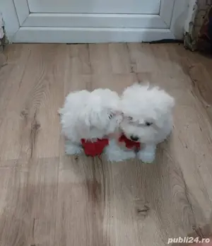 bichon maltez talie standard