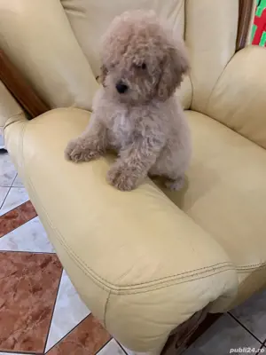 maltipoo - imagine 3