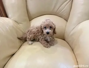maltipoo - imagine 2