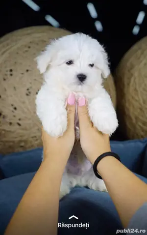 bichon maltez talie normala