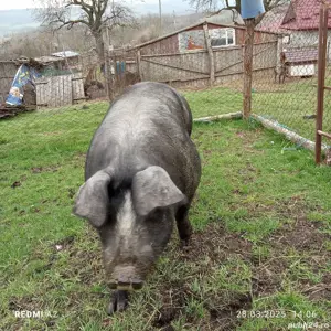 Vând porc Pietran 