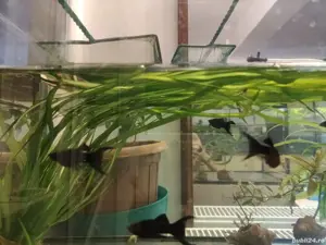 pesti acvariu tetra color molly negru galben platy xifo lira - imagine 4