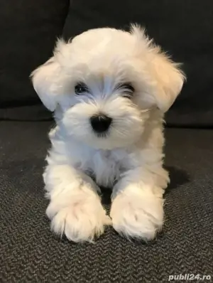 bichon maltez alb pufos