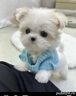 bichon maltez mini toy  - imagine 2