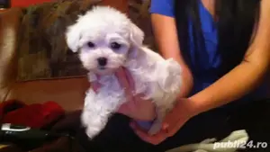 bichon maltez alb talie mica 