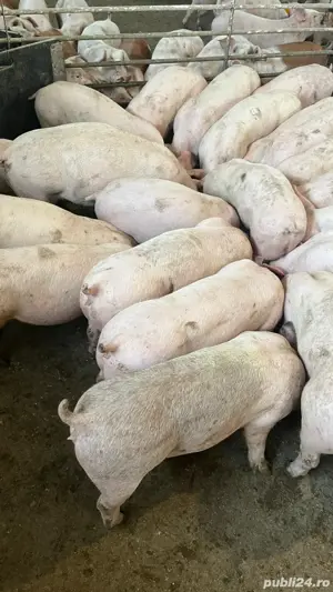 vand purcei  - imagine 3