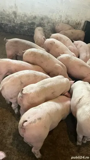 vand purcei  - imagine 2