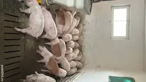 vand purcei  - imagine 4