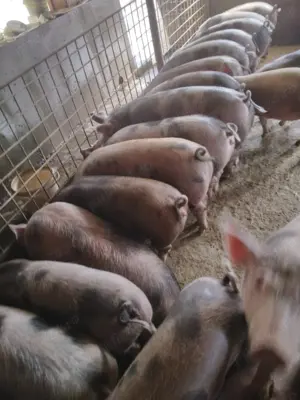 Vând porci de casă 