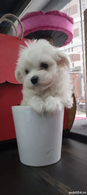 bichon maltez alb toy - imagine 5