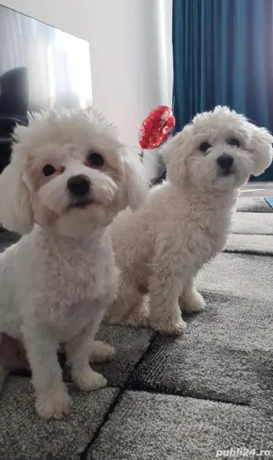 bichon maltez alb minii toy - imagine 2
