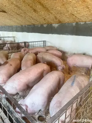 porci de vanzare - imagine 3