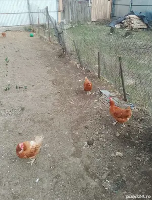 vand gaini si cocosi carne - imagine 3  vand gaini si cocosi carne - imagine 3