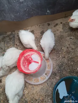 vand gaini si cocosi carne - imagine 2  vand gaini si cocosi carne - imagine 2