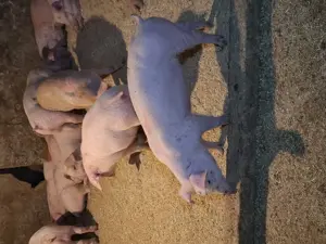 Purcei rasă de carne  - imagine 3