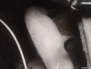 vând scroafe gestante  - imagine 2 vând scroafe gestante  - imagine 2