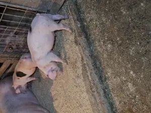 Purcei rasă de carne 