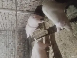 vând scroafe gestante 