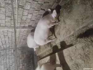 vând scroafe gestante  - imagine 3 vând scroafe gestante  - imagine 3