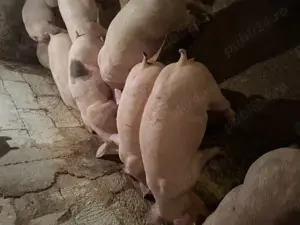 Purcei rasă de carne  - imagine 4