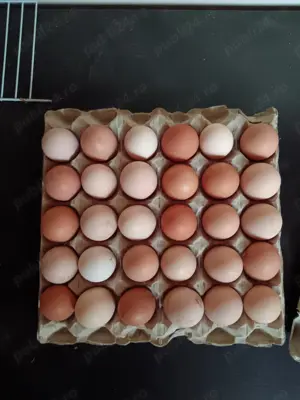 Vând ouă de găină proaspete