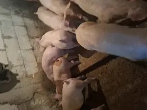 Purcei rasă de carne  - imagine 2