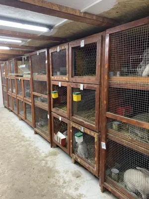 iepuri de vanzare (patru rase)