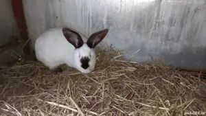 Femelă Uriasi de Transilvania