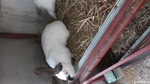 Femelă Uriasi de Transilvania - imagine 3