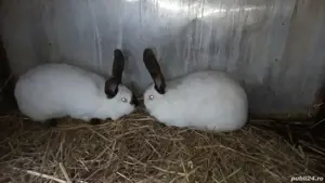 Femelă Uriasi de Transilvania - imagine 2