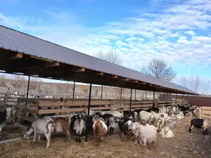 Angajez Cioban pentru capre