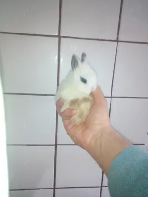 Iepuri super pitici cu greutatea cea mai mică posibil - imagine 4