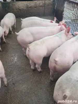 porci de vanzare - imagine 2