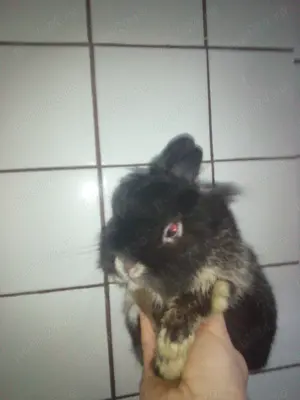 Iepuri super pitici cu greutatea cea mai mică posibil - imagine 5