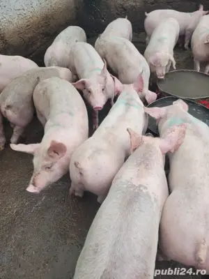porci de vanzare - imagine 3