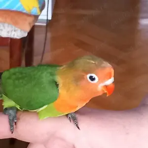 La micro ferma la Euța , vand pui blanzi de agapornis si costa 180 lei