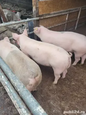 porci de vanzare - imagine 4