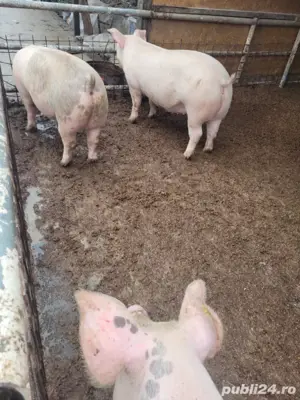 porci de vanzare - imagine 5