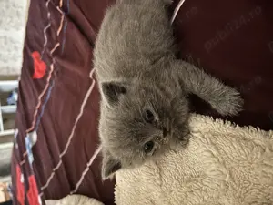 Vand pisica British shorthair 