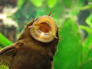 pesti acvariu, pui Ancistrus, 1.5-3.0 cm