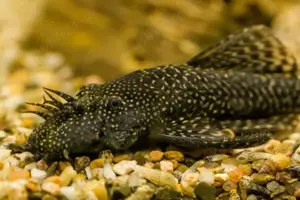 pesti acvariu, pui Ancistrus, 1.5-3.0 cm - imagine 4