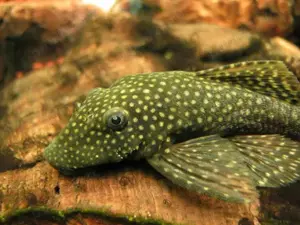 pesti acvariu, pui Ancistrus, 1.5-3.0 cm - imagine 5