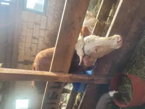 Vand o vaca baltata romaneasca cu vitea 