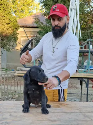 Kamikaze Terrier caine de sobolani - imagine 2