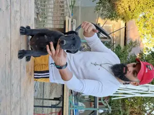 Kamikaze Terrier caine de sobolani - imagine 3