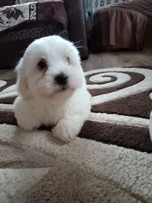 Fetiță și Băiețel Bichon 