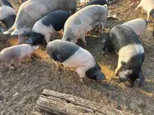 Vând porci crescuți natural 