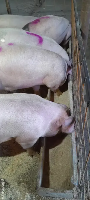 de vanzare porci de carne  - imagine 4