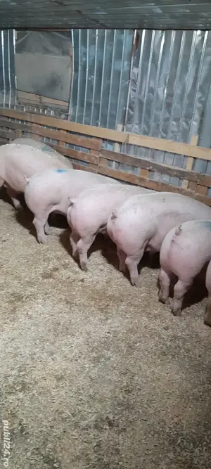 de vanzare porci de carne  - imagine 3